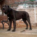 KUSH-KUBERA BAYAZ-BURY