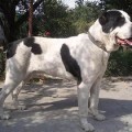 TIBUL