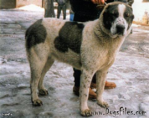 Dog Breed Disease Database Dog Breed Disease Database