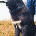 KUZGUN IZ KLOVI
