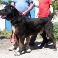 ROMAN-KOSH BOYAZ-BURY