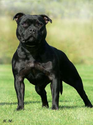 staffordshire bull terrier pedigree database