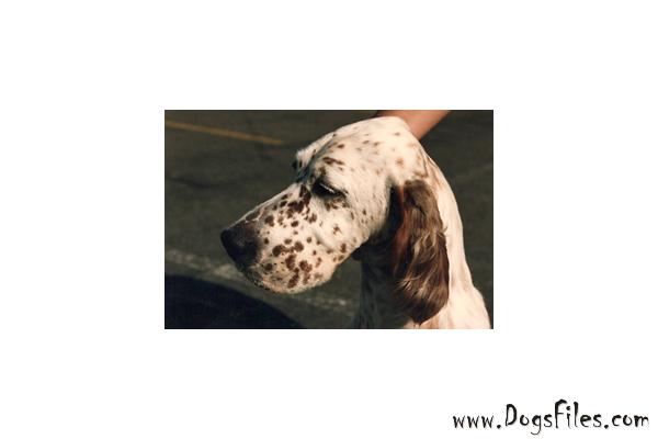 Special sharp dressed man pedigree