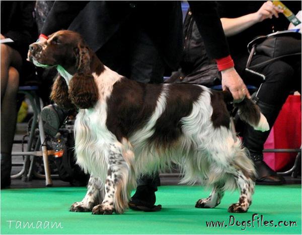 English springer sales spaniel pedigree database