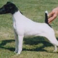 ACCOLADE IVORY ROSE