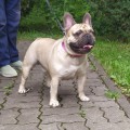 BULLDORF BALT GEKTOR BULLDORF BALT GEKTOR