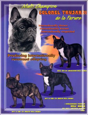 De la parure puppies for sale 2025
