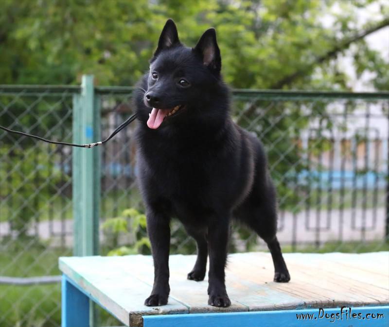 Kurakuma schipperkes sales