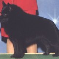 DYNASTY'S MERLIN OF WIL-CLE