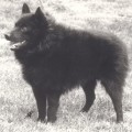 TITUS D'AQUILA MELDENSIS