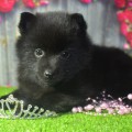 AMATERASU HANA BLACK DIAMOND AMATERASU HANA BLACK DIAMOND