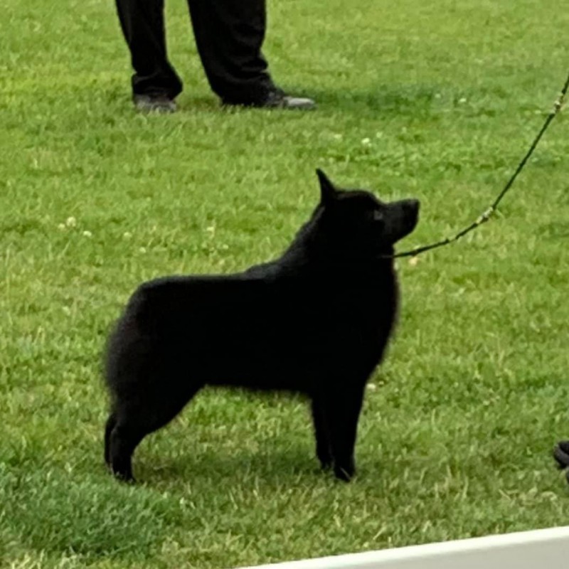 Schipperke ineligible hot sale