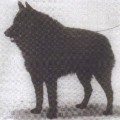 LOUPIO DU PARC DE L'HAY