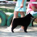 LYU DOG BORN TO WIN