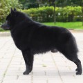 KURAKUMA DARK STAR S SUSCHEVKI
