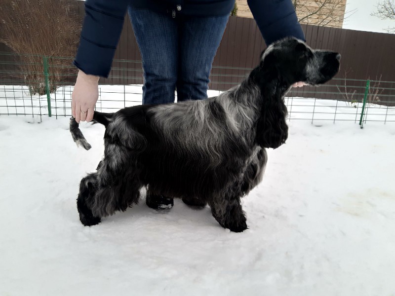 Cocker spaniel pedigree database online 2025