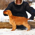 AMUR IZ KOROLEVSTVA ANNY AMUR IZ KOROLEVSTVA ANNY