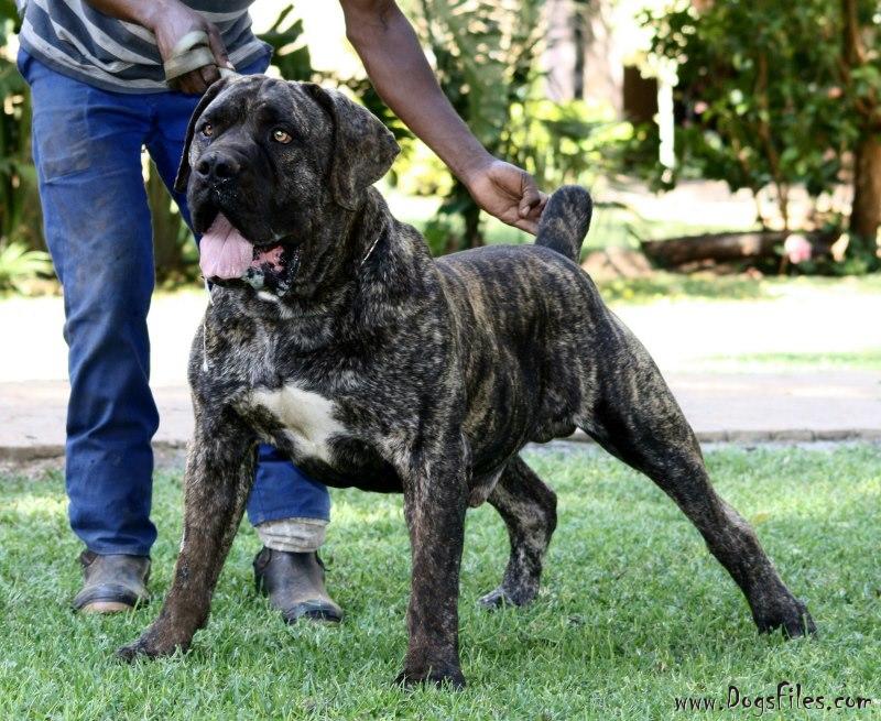 black brindle boerboel