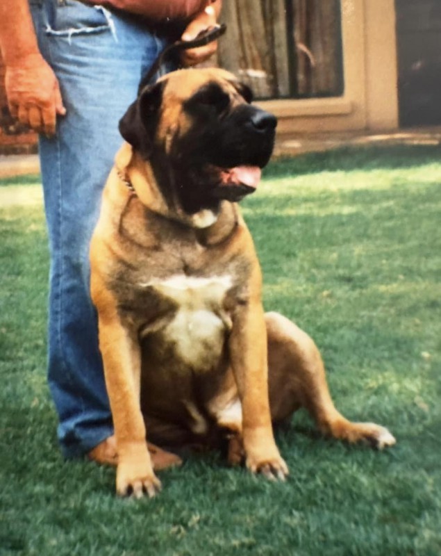 Ysterberg mastiff for sale cheap