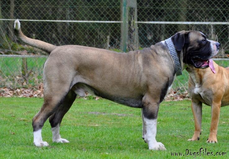 MOJO VOODOO Pedigree database Boerboel