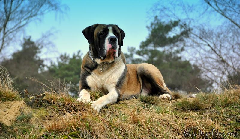 Mojo boerboels 2025