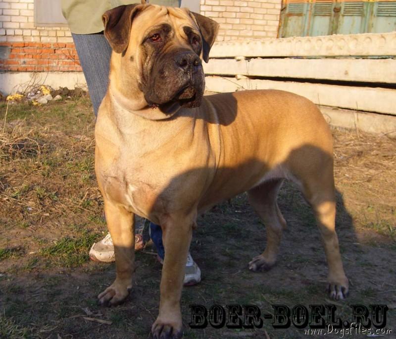 http://www.dogsfiles.com/mkportal/modules/dogsbase/albums/293/1142/foto1311.jpg