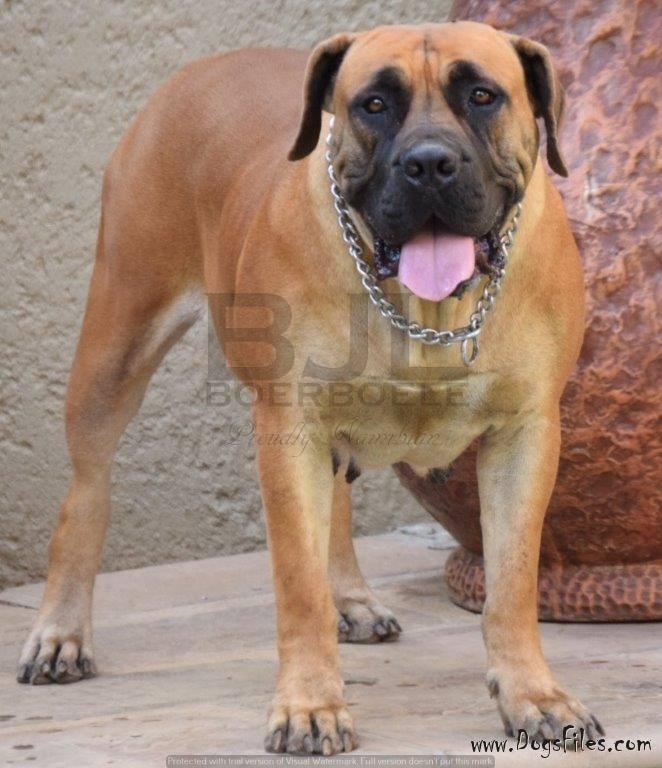Bjl boerboele hot sale