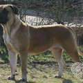 BOERBOELHOEVE KATE