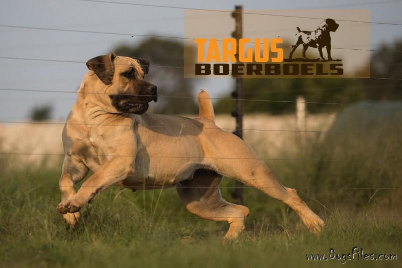 eldorado-boerboels