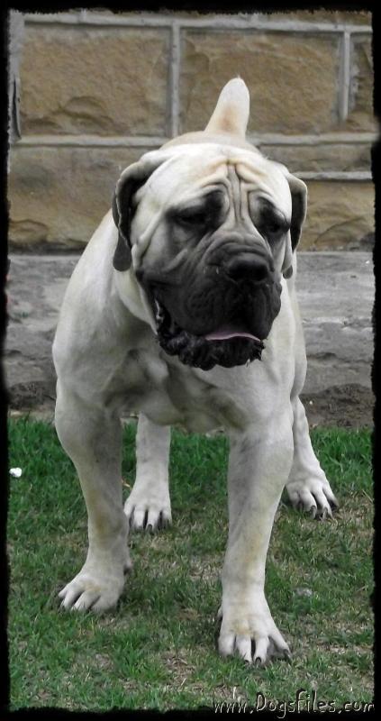 janieka boerboels