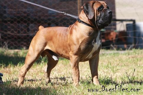 ks boerboels