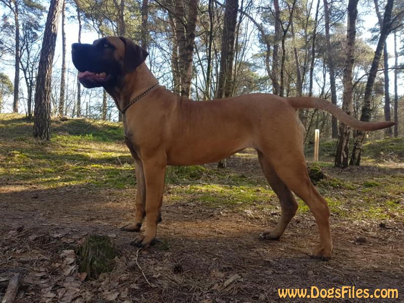 jacob mufasa boerboel