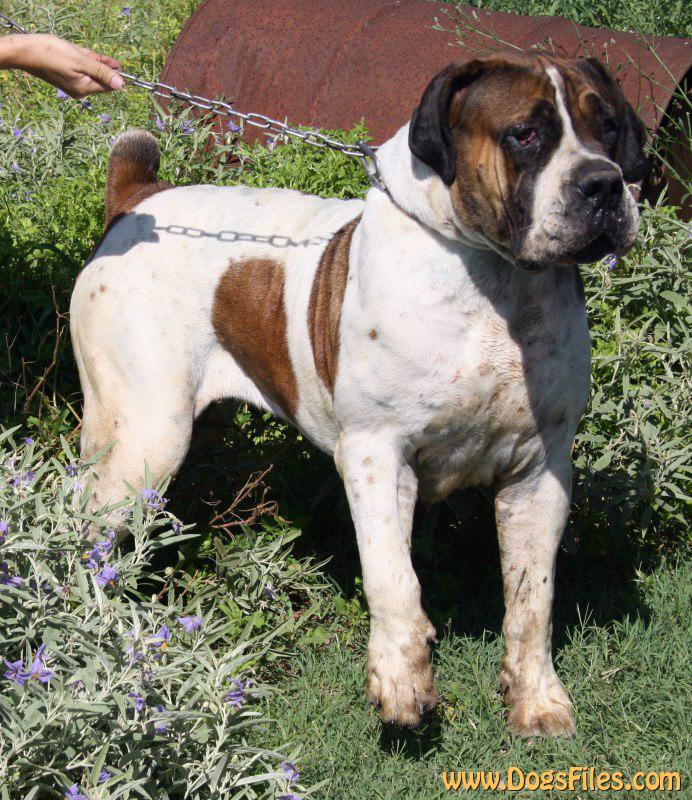 Piebald boerboel sale