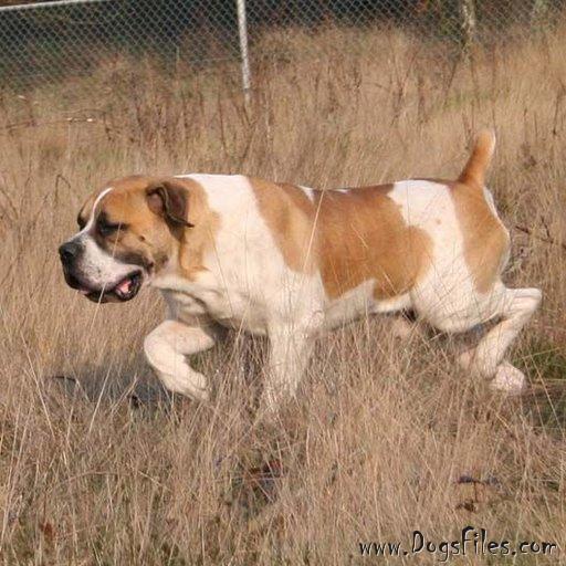Piebald Boerboel