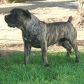 GRASLAND GBT LOFTY