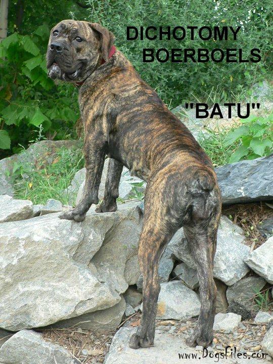 Dichotomy boerboels 2025