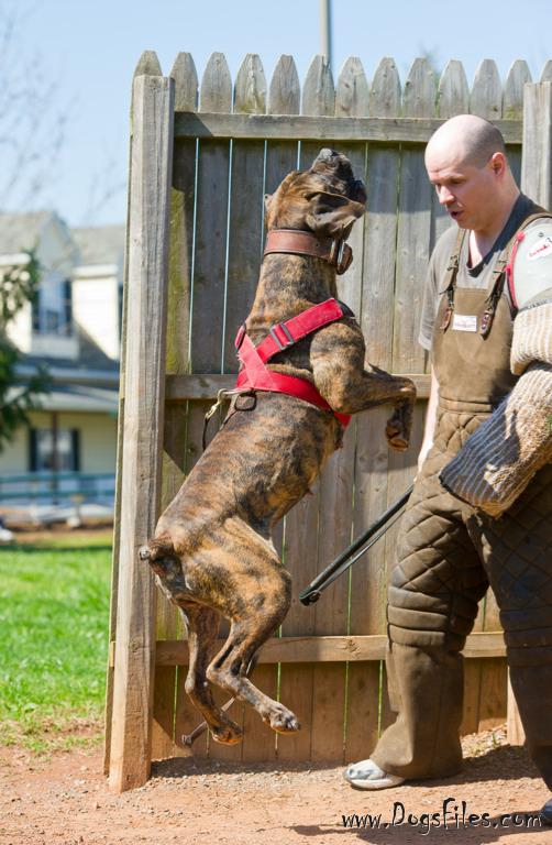 Dichotomy boerboels 2024