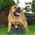 CUSTOS BOHEMIAN ORBITA CUSTOS BOHEMIAN ORBITA