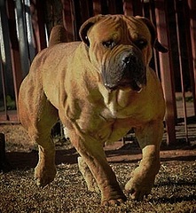 Copperhead boerboels sales