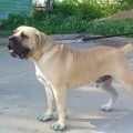 AVONTUUR MADIBA