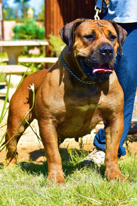 Skyview boerboels sales