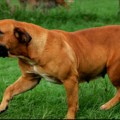 MARVELL ZENA