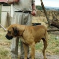KEMA BRUTUS