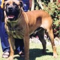 AVONTUUR GUSTAV