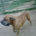 WELBEKEND ROCKY 2