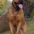 SORAYA KINGS BOERBOEL SORAYA KINGS BOERBOEL