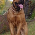 SORAYA KINGS BOERBOEL