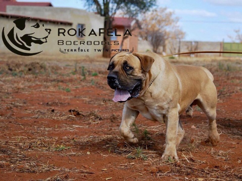 Skyview boerboels sales