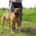 AVONTUUR RIETA