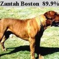 ZANTAH BOSTON